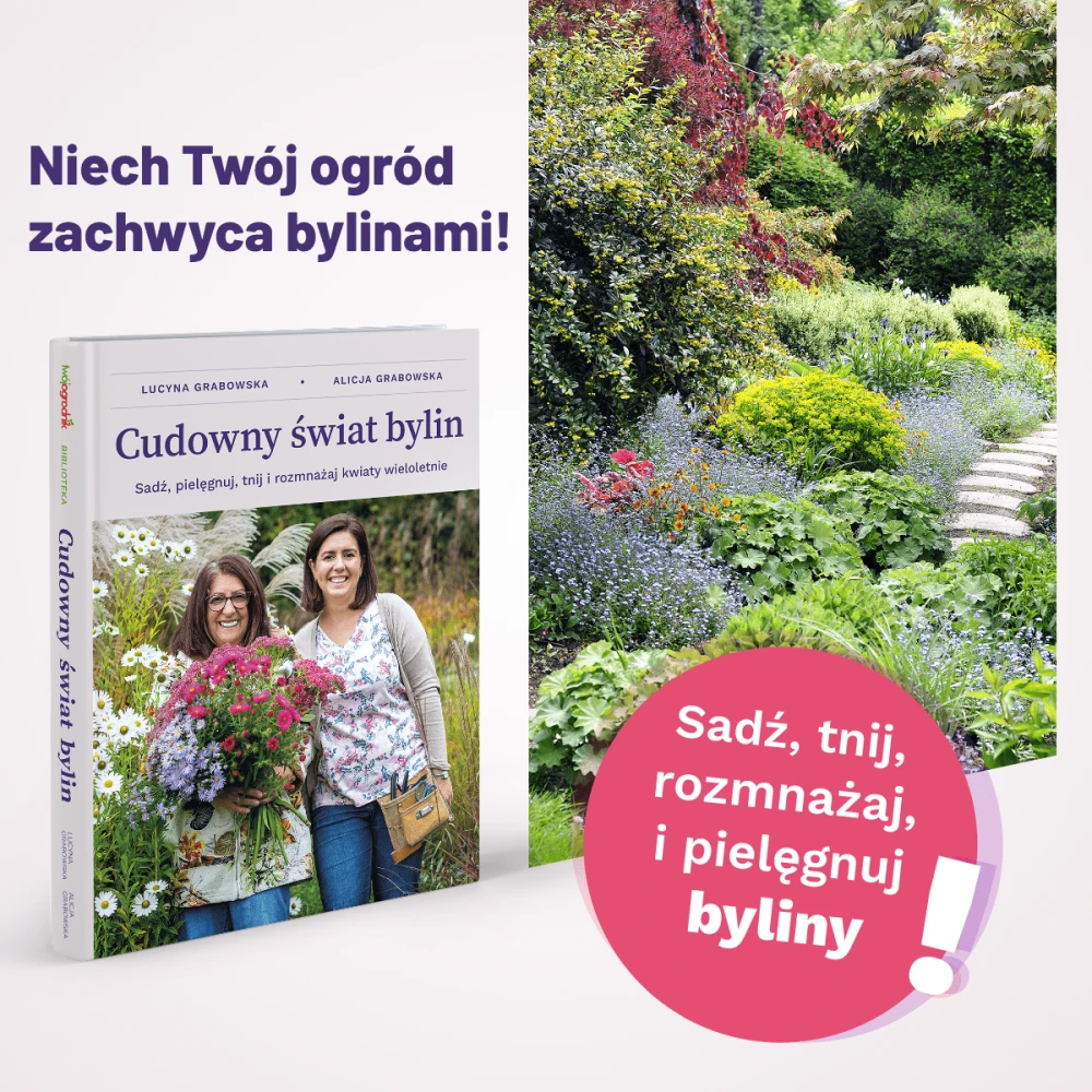 ksiazka-cudowny-swiat-bylin-sadz-uprawiaj-tnij-i-rozmnazaj-rosliny-wieloletnie-ksiazka-o-bylinach-ciemiernik-byliny-caloroczne-ciemierniki-ogrodowe-rabaty-bylinowe.webp