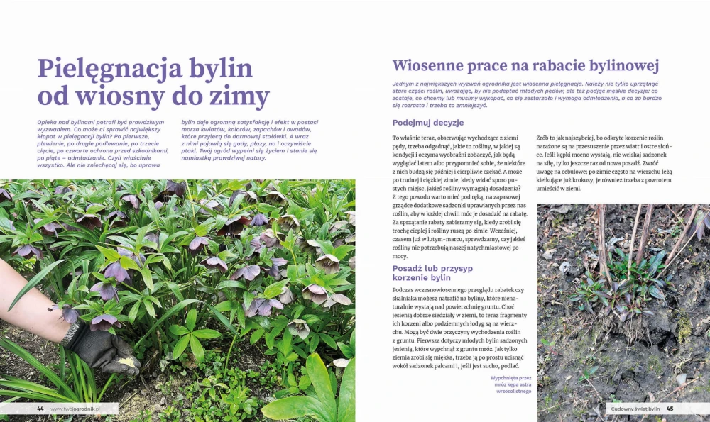 ksiazka-cudowny-swiat-bylin-sadz-uprawiaj-tnij-i-rozmnazaj-rosliny-wieloletnie-ksiazka-o-bylinach-pielegnacja-bylin-rabaty-bylinowe-wiosenne-byliny.jpg